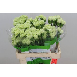 Freshy Anjer Funza Kort Emerald Green 50cm