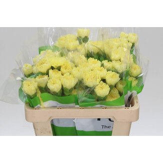 Freshy Anjer Funza Kort Illiad Geel 50cm