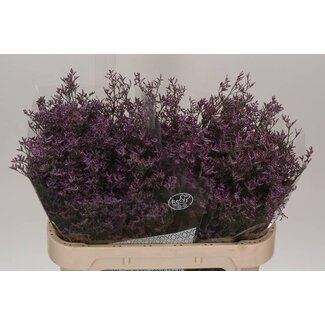 Freshy Limonium Saf Pink Sky