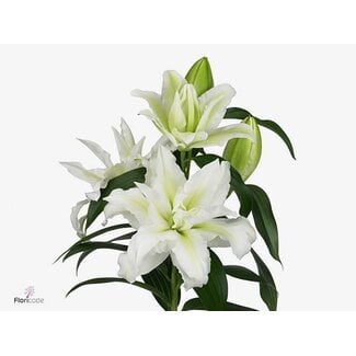 Freshy Lelie Oriental Du Aqua Rl Aisha