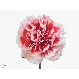 Freshy Anjer Funza Kort Cheerio 50cm