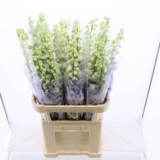 Freshy Delphinium Lavender Love
