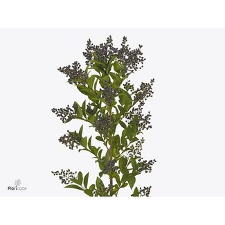Freshy Ligustrum libelle Green
