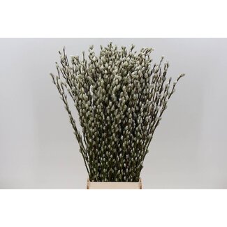 Freshy Salix Ca Snow Flake