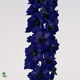 Freshy Delphinium El Delphinium Jewel