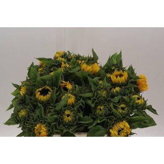 Freshy Helianthus Sunrich Orange