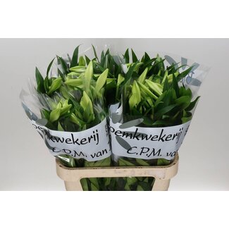 Freshy Lelie Longi Aqua White Heaven 1 Bloem