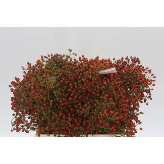 Freshy Rozenbottel Fair Jewel Red