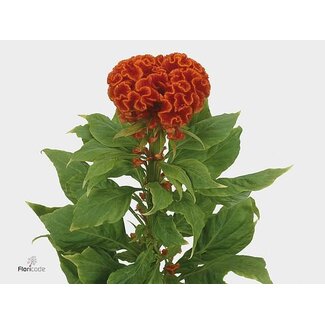 Freshy Celosia C Persimmon Chief