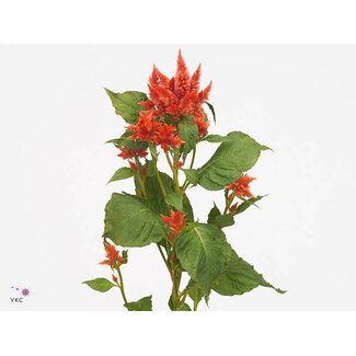 Freshy Celosia Celway Orange
