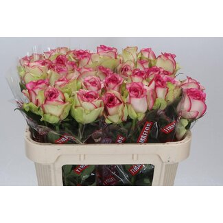 Freshy Rosa Monique