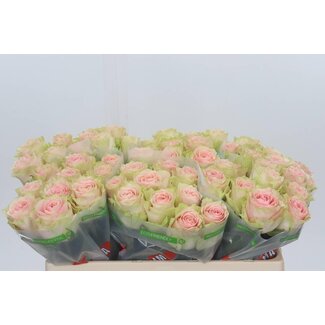 Freshy Rosa Frutetto