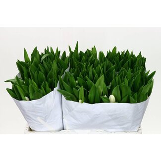 Freshy Tulp enkel Royal Virgin