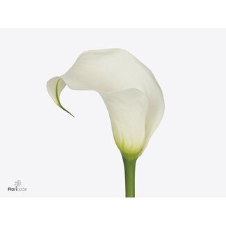 Freshy Zantedeschia Pure Art
