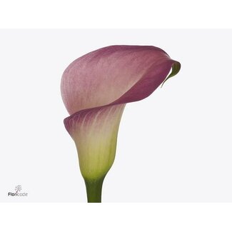 Freshy Zantedeschia Candy Dream