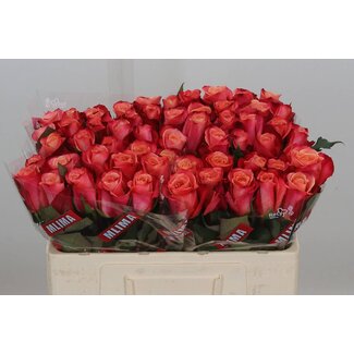 Freshy Rosa Helene