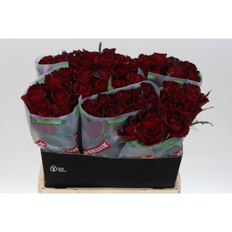 Freshy Rosa Ever Red