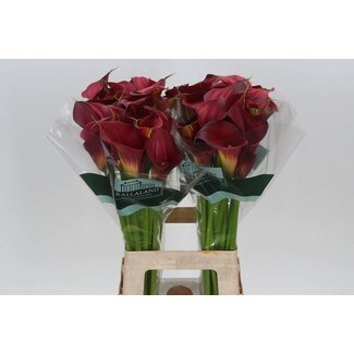 Freshy Zantedeschia Calluna Aruna