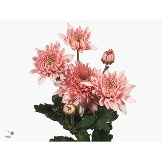 Freshy Chrysant buiten Gompie Rose Bio