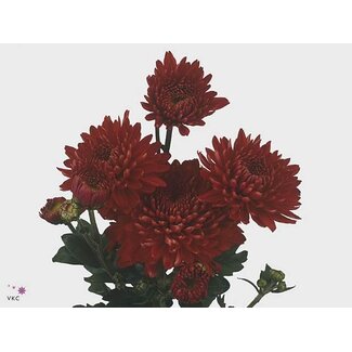 Freshy Chrysant buiten Gompie Rood Bio