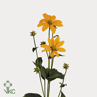 Freshy Rudbeckia Nitida