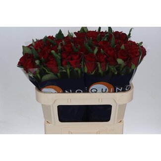 Freshy Rosa Ever Red