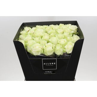Freshy Rosa Avalanche Allure