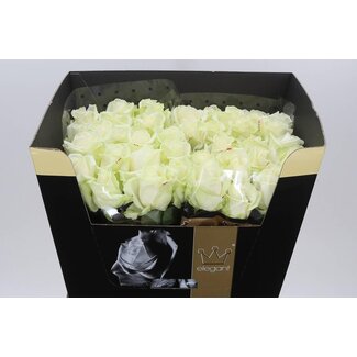 Freshy Rosa Avalanche Elegantum