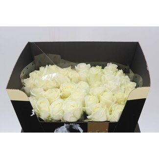 Freshy Rosa Avalanche Elegantum