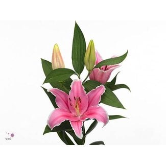 Freshy Lelie Oriental Aqua Marlon
