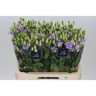 Freshy Eustoma Gevuld Arena Lavender