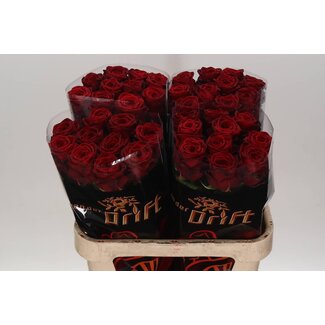 Freshy Rosa Red Naomi Drift
