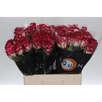 Freshy Rosa Ducati