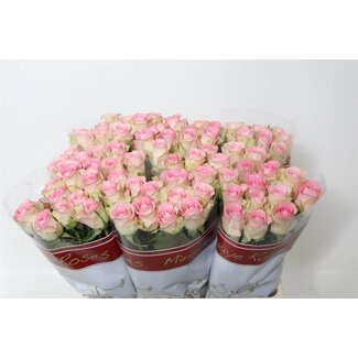 Freshy Rosa Lovely Jewel