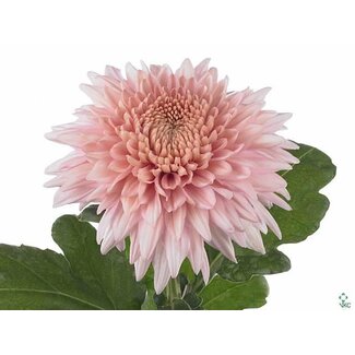 Freshy Chrysant deco Marielle
