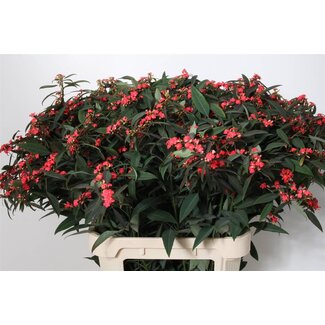 Freshy Euphorbia F T Marielle