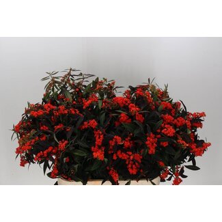 Freshy Euphorbia F T Ruby Red