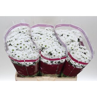 Freshy Chrysant santini Lassie