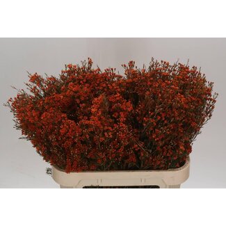 Freshy Chamelaucium Kleurbehandeld Rood