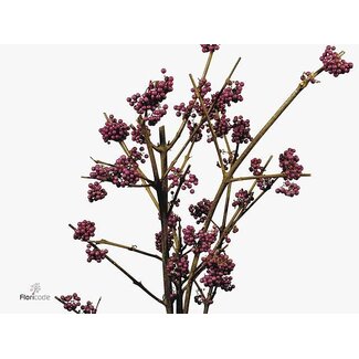 Freshy Callicarpa Giraldii