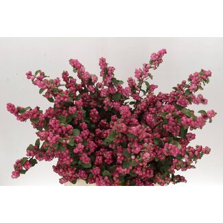 Freshy Symphoricarpos Mag Temptation