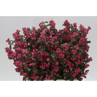Freshy Symphoricarpos Mag Temptation