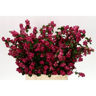 Freshy Symphoricarpos Mag Temptation