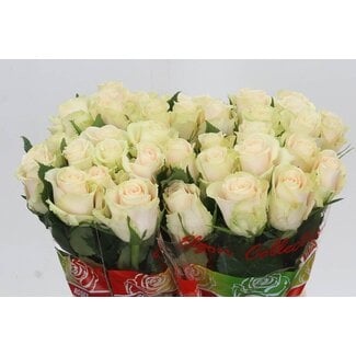 Freshy Rosa Charmant