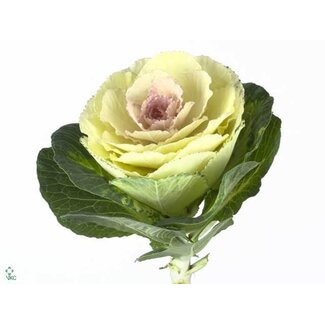 Freshy Brassica Crane Bicolour