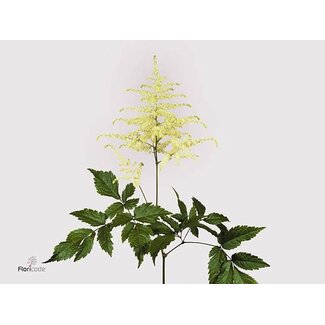 Freshy Astilbe Ja Whasingthon