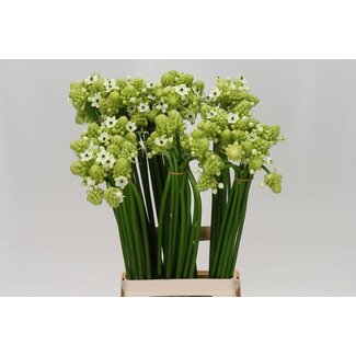 Freshy Ornithogalum Saundersiae