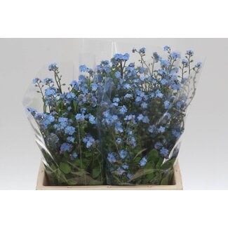 Freshy Myosotis Al Blue Memory