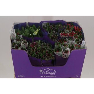 Freshy Alstroemeria Gem In Fust Import