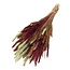 Dried Wheat “Autumn Mix” | Colour: Mixed Colours | Triticum Dried Flowers | Length ± 60 centimeter | Weight 100 gram | Per bunch
